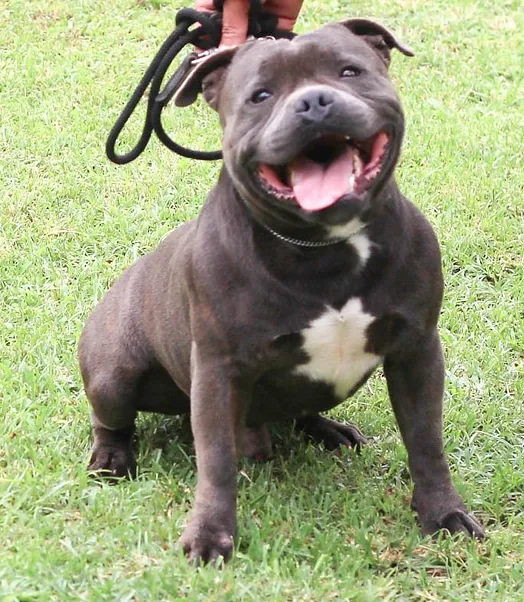 Iron Man Stafford do Lago - Imagem 2