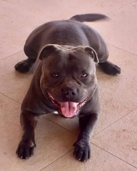 Iron Man Stafford do Lago - Imagem 9