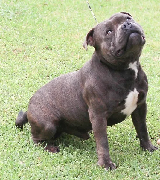 Iron Man Stafford do Lago - Imagem 3