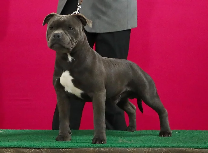 Iron Man Stafford do Lago - Imagem 4