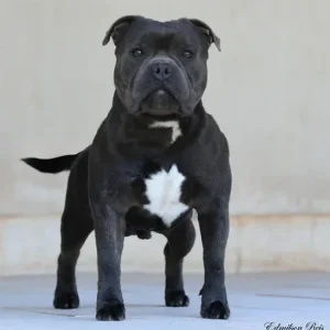 Iron Man Stafford do Lago