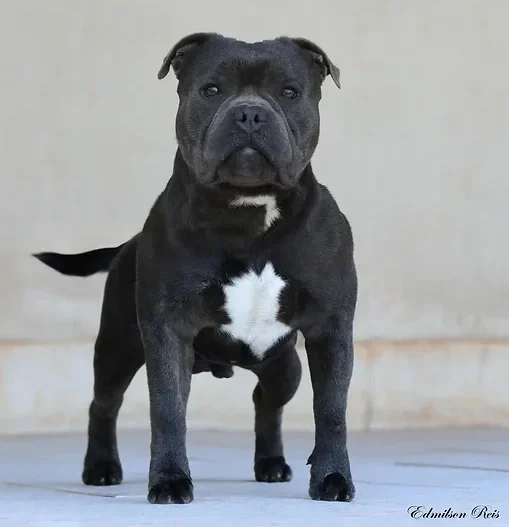 Iron Man Stafford do Lago