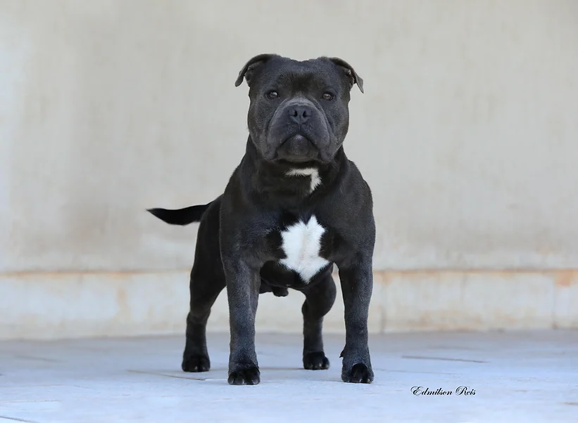 Iron Man Stafford do Lago - Imagem 6