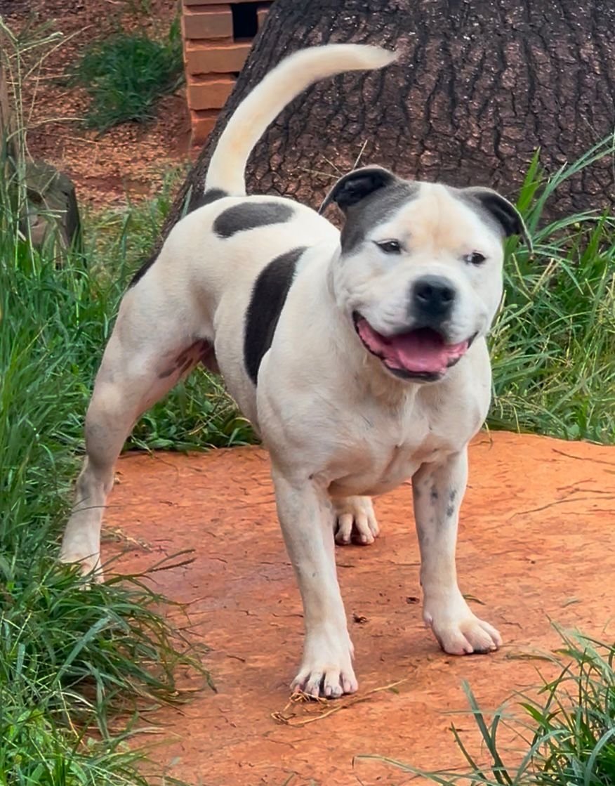 Ice Blue Stafford do Lago - Imagem 2