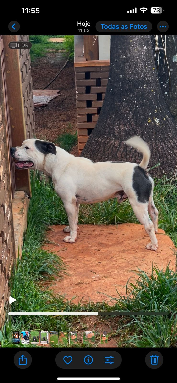 Ice Blue Stafford do Lago - Imagem 3