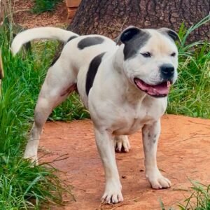 Ice Blue Stafford do Lago