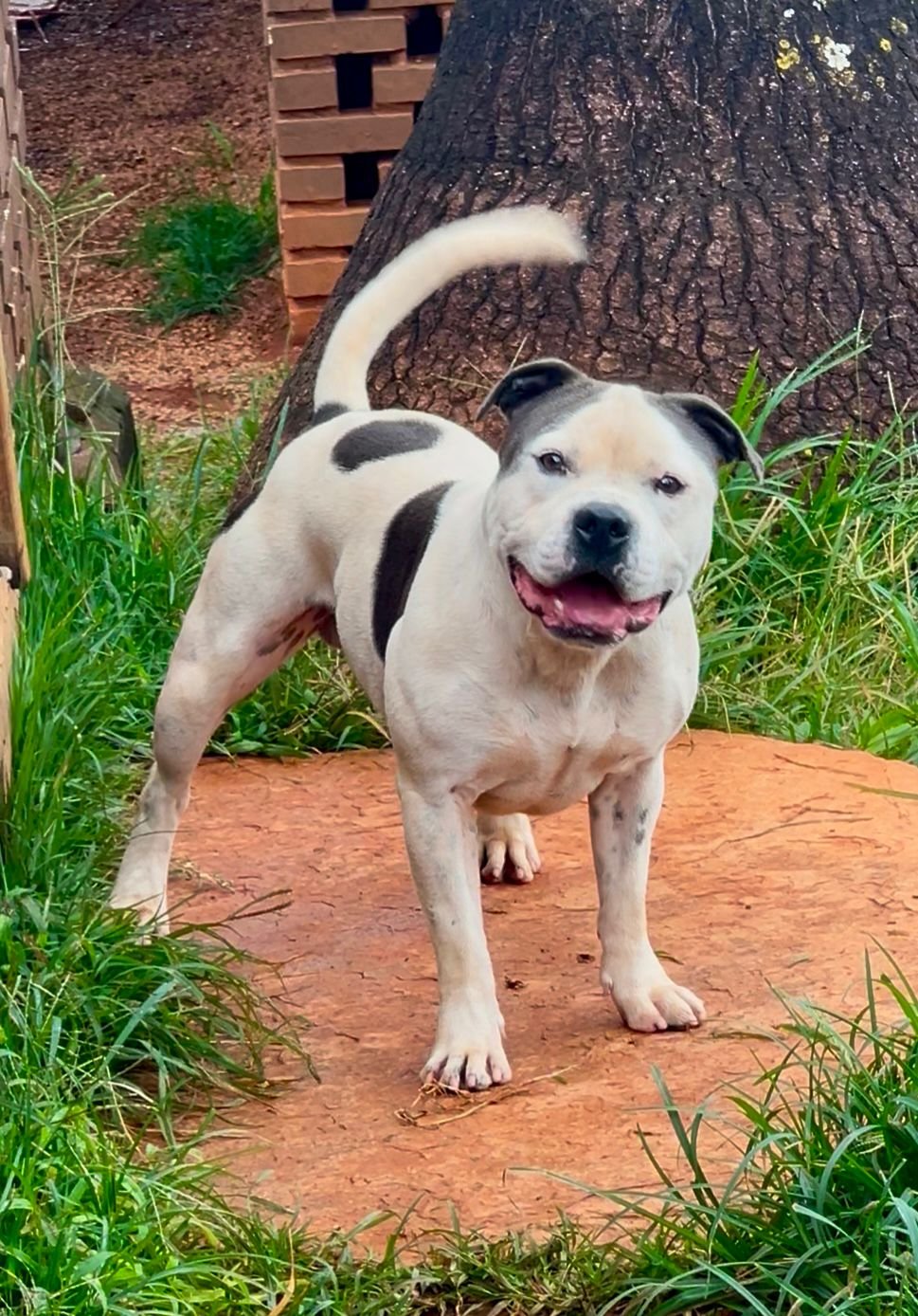 Ice Blue Stafford do Lago - Imagem 5