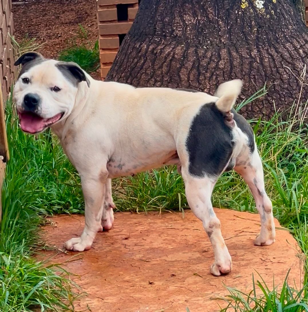 Ice Blue Stafford do Lago - Imagem 6