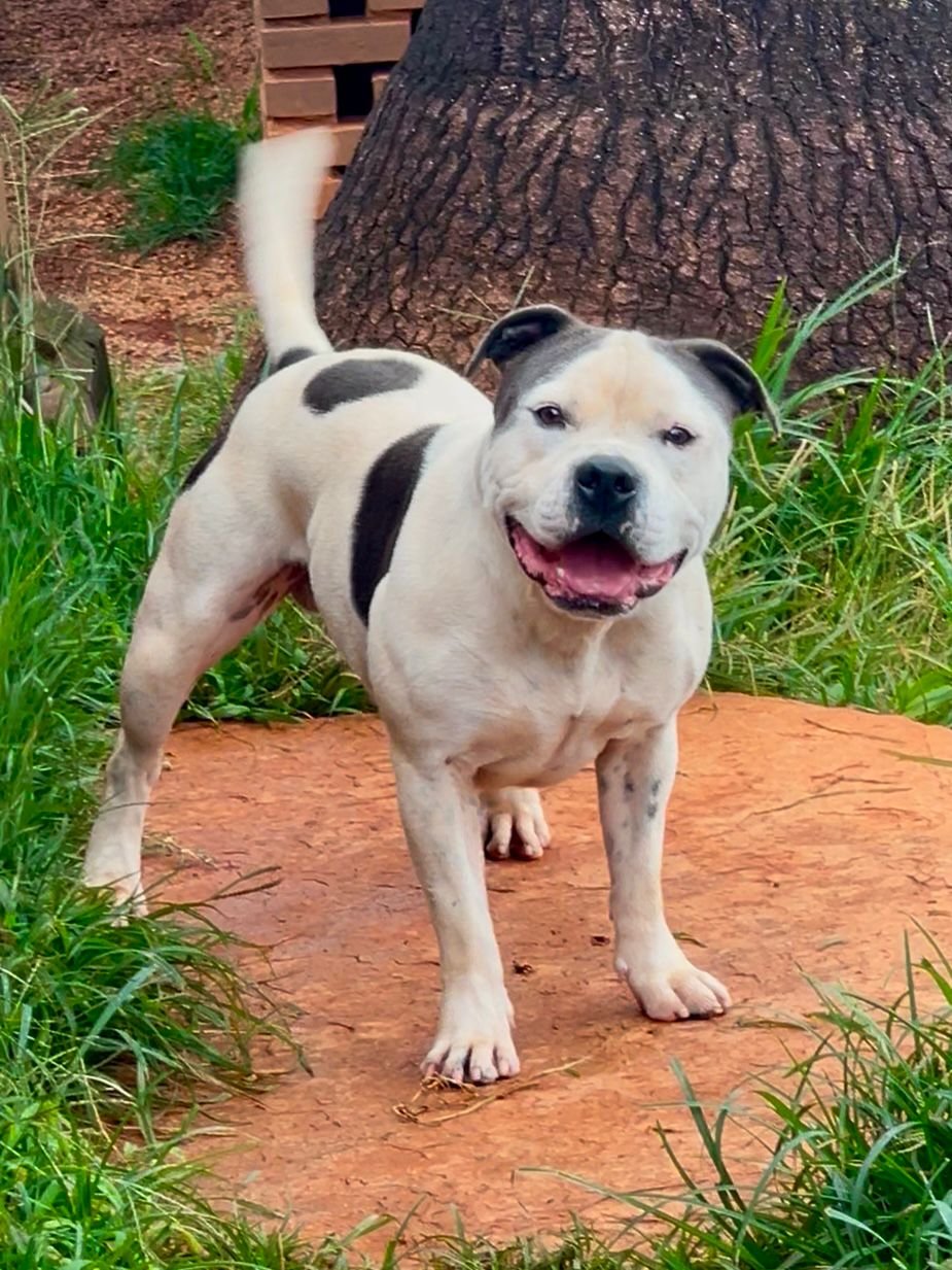 Ice Blue Stafford do Lago - Imagem 7