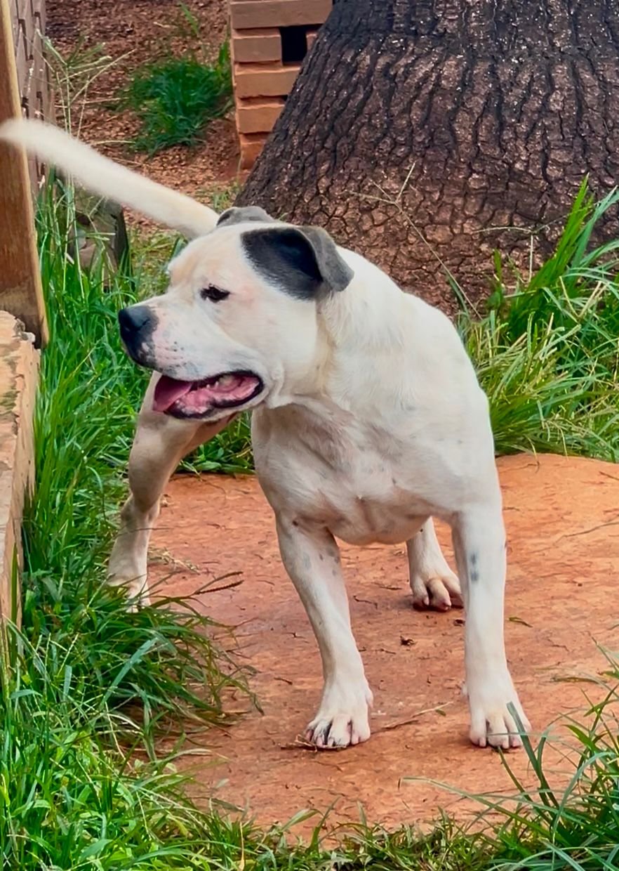 Ice Blue Stafford do Lago - Imagem 8