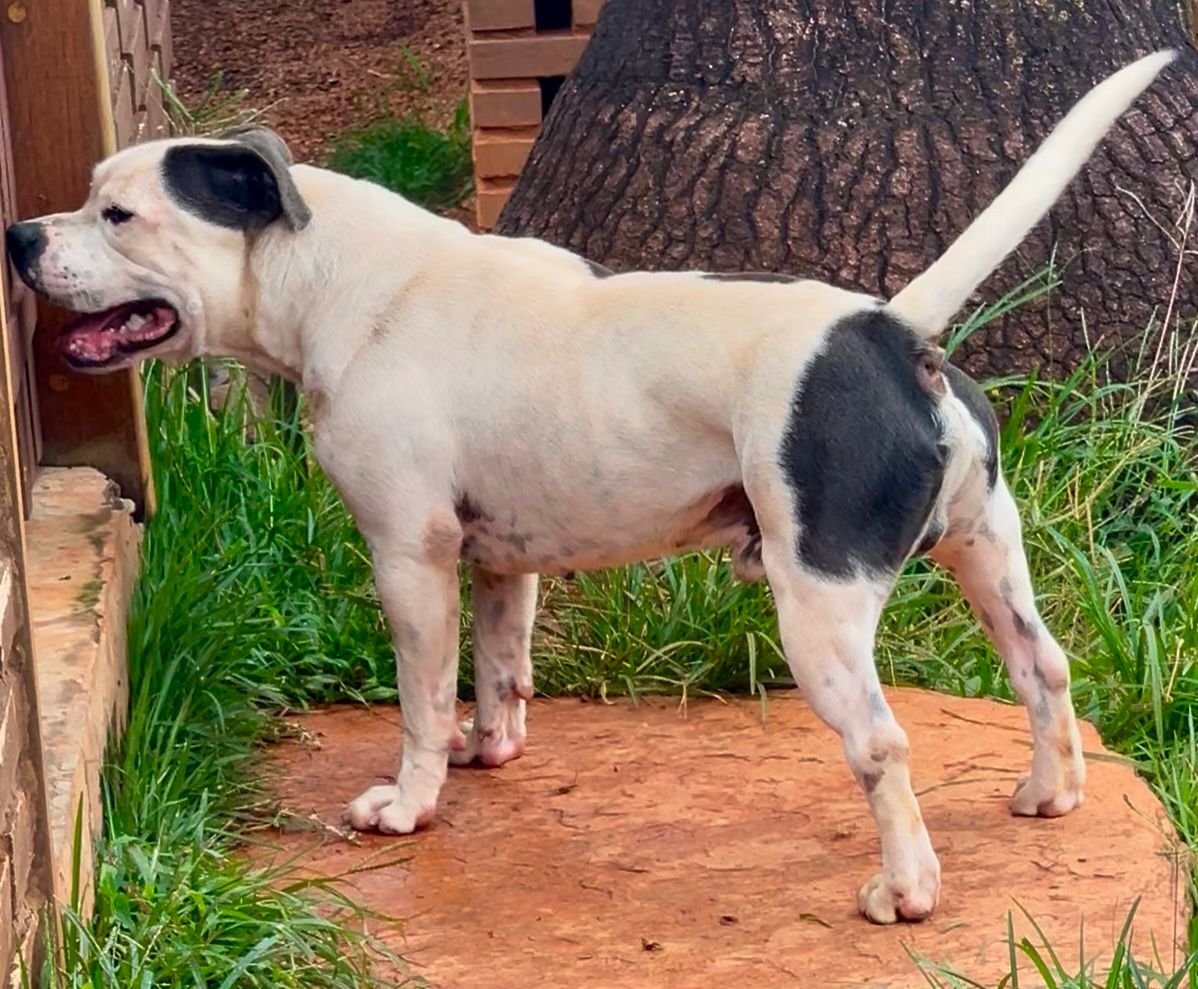 Ice Blue Stafford do Lago - Imagem 9