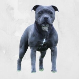 Ada Stafford do Lago