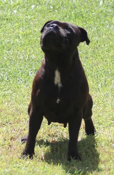 Madame Safira Stafford do Lago - Imagem 2