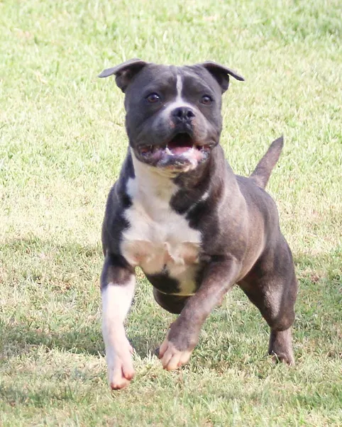 Don Juan Stafford do Lago - Imagem 7