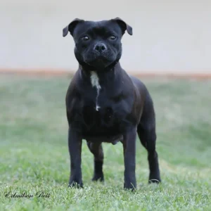 Madame Safira Stafford do Lago