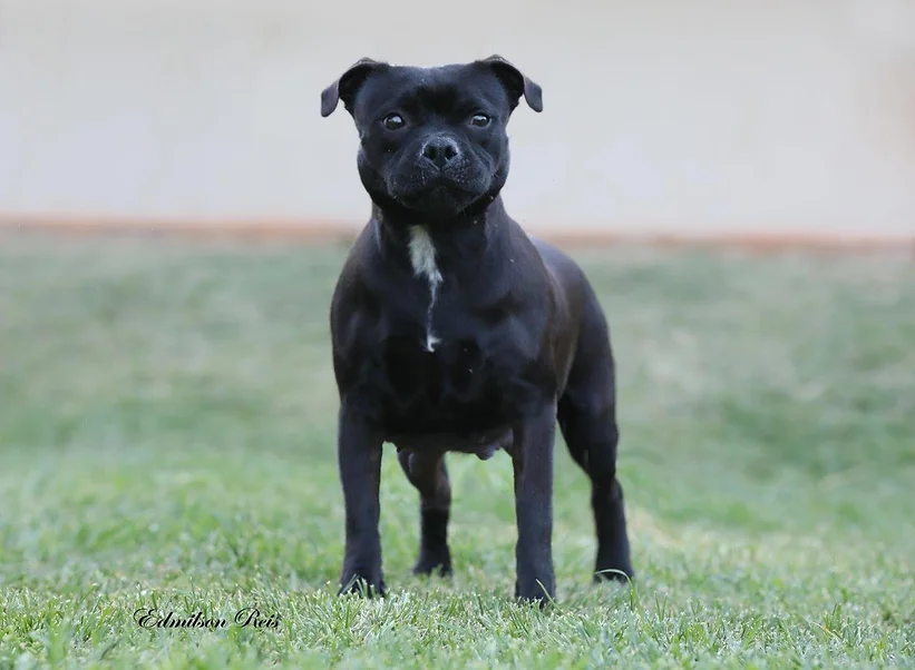 Madame Safira Stafford do Lago