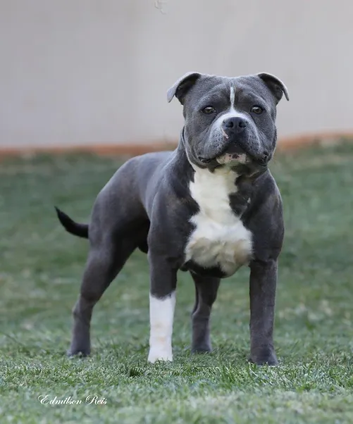 Don Juan Stafford do Lago - Imagem 6