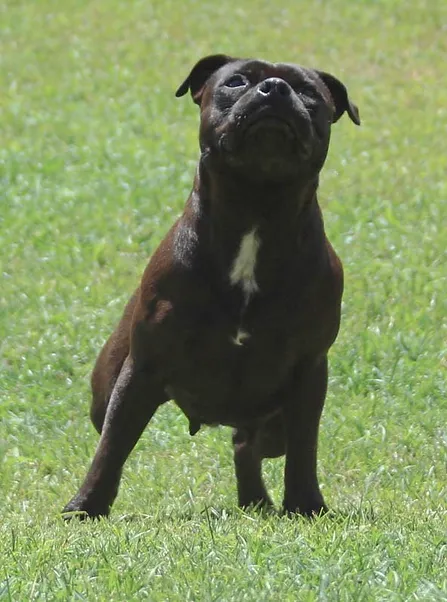 Madame Safira Stafford do Lago - Imagem 6