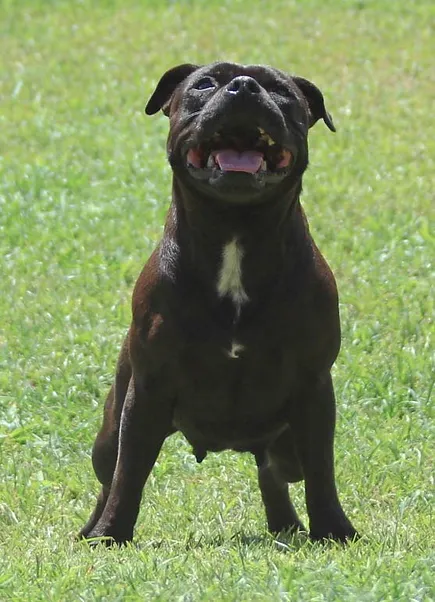 Madame Safira Stafford do Lago - Imagem 8