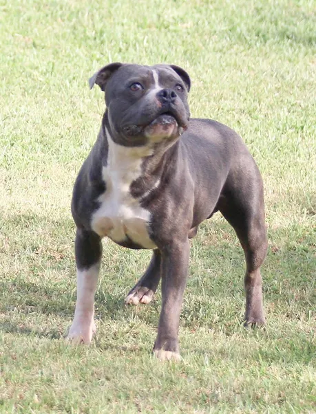 Don Juan Stafford do Lago - Imagem 4