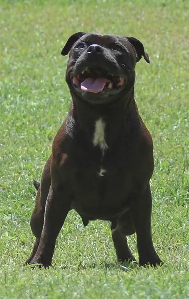 Madame Safira Stafford do Lago - Imagem 5