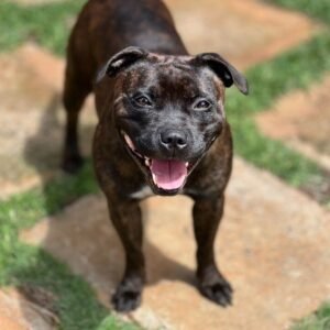 Angelina Jolie II Stafford do Lago