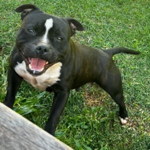 Black Panther Stafford do Lago