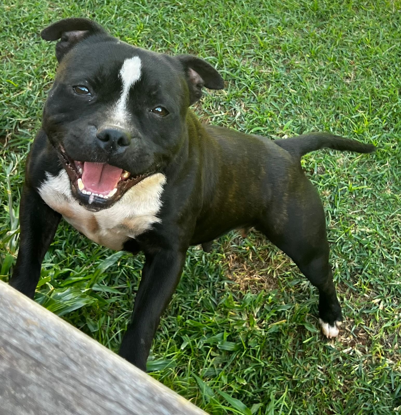 Black Panther Stafford do Lago