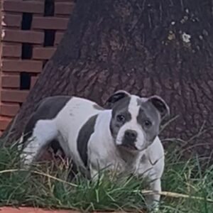 Miss Blue Stafford do Lago